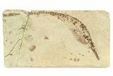 Fossil Pipefish (Hipposyngnathus) - California #294303-1